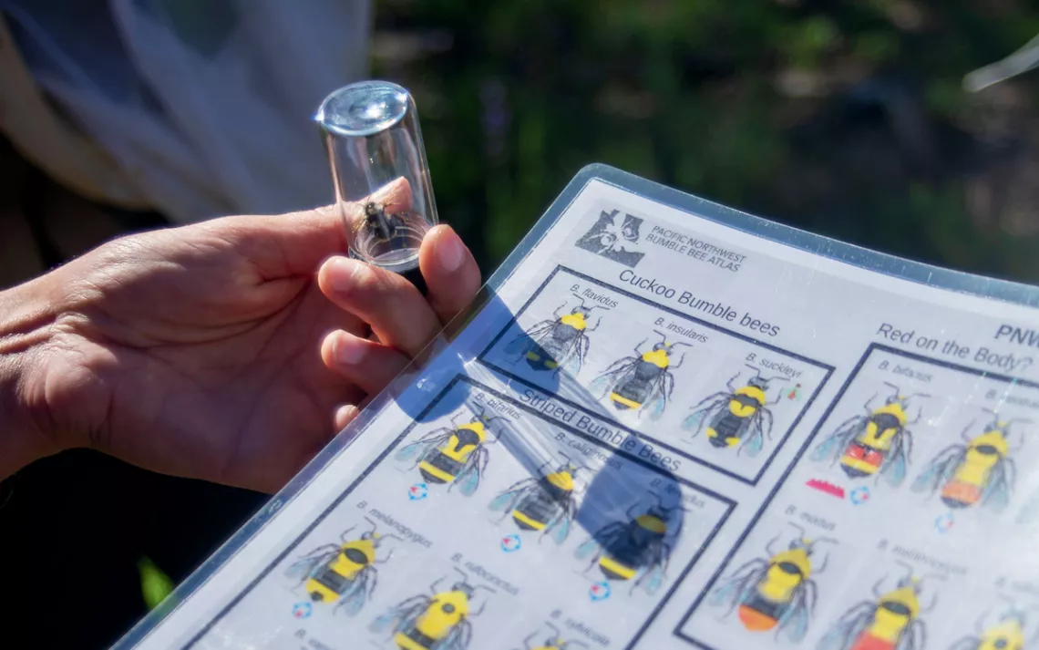 Molly Martin holds up a bee in a glass vial next to an identification chart.