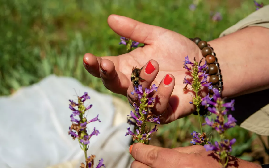 Close-up of Ashley Mertens's hand wearing red nail polish and holding a fuzzy-horned bumblebee up to a stalk of purple penstemon blossoms.