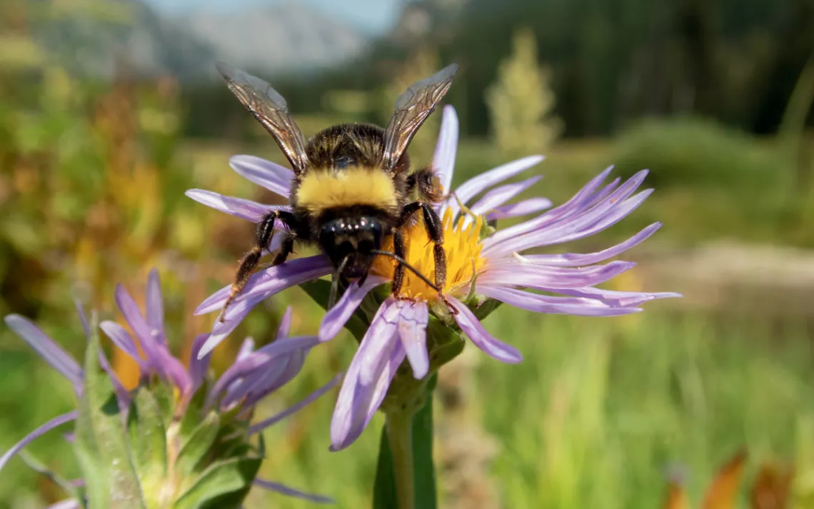 A western bumblebee on top of a purple and yellow aster flower in Oregon