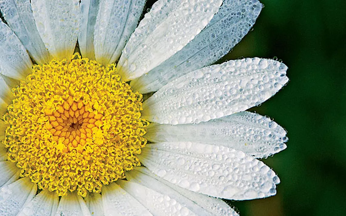 close up of a flower