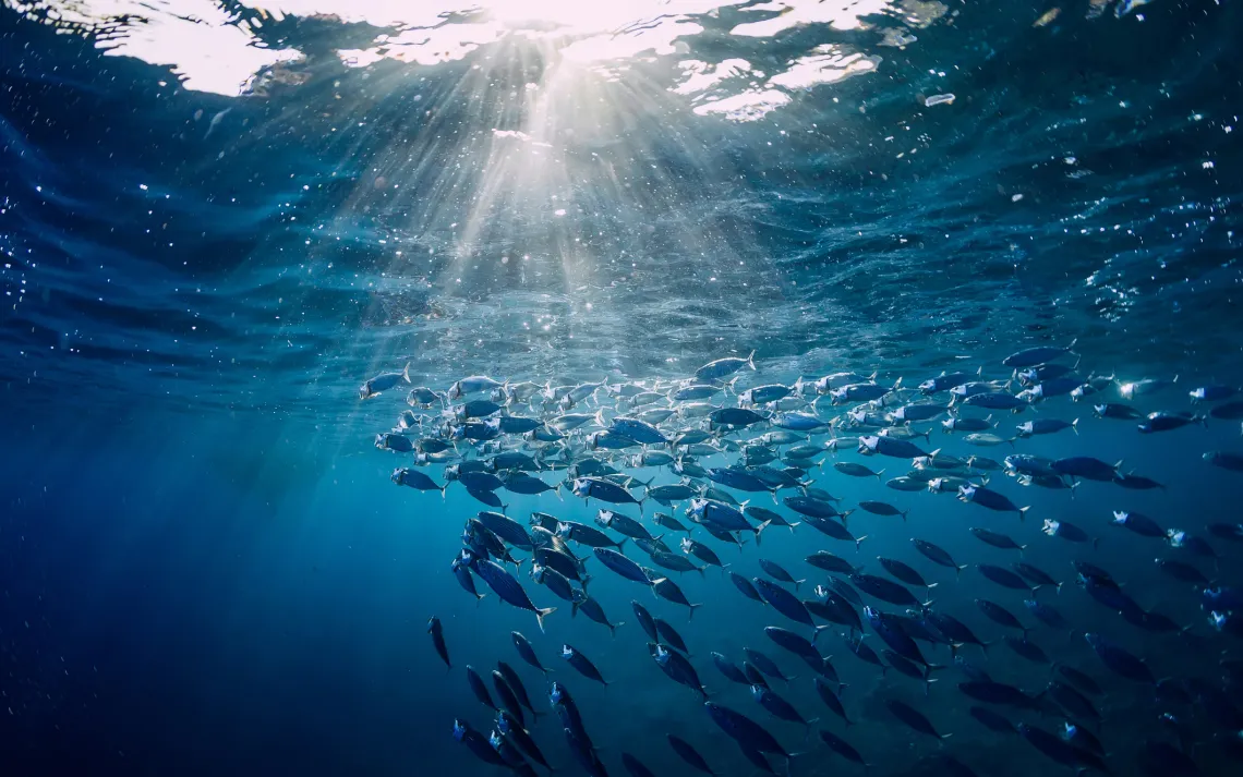 tuna