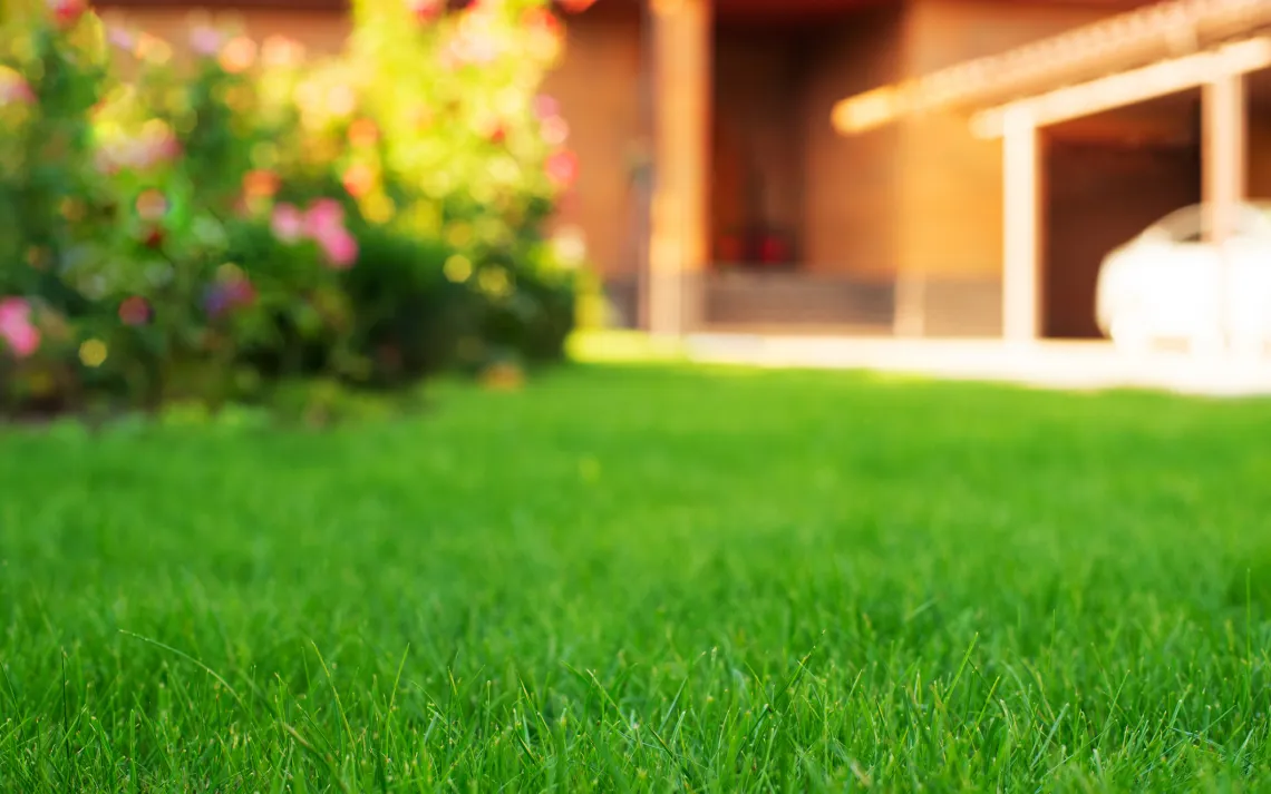 lawn