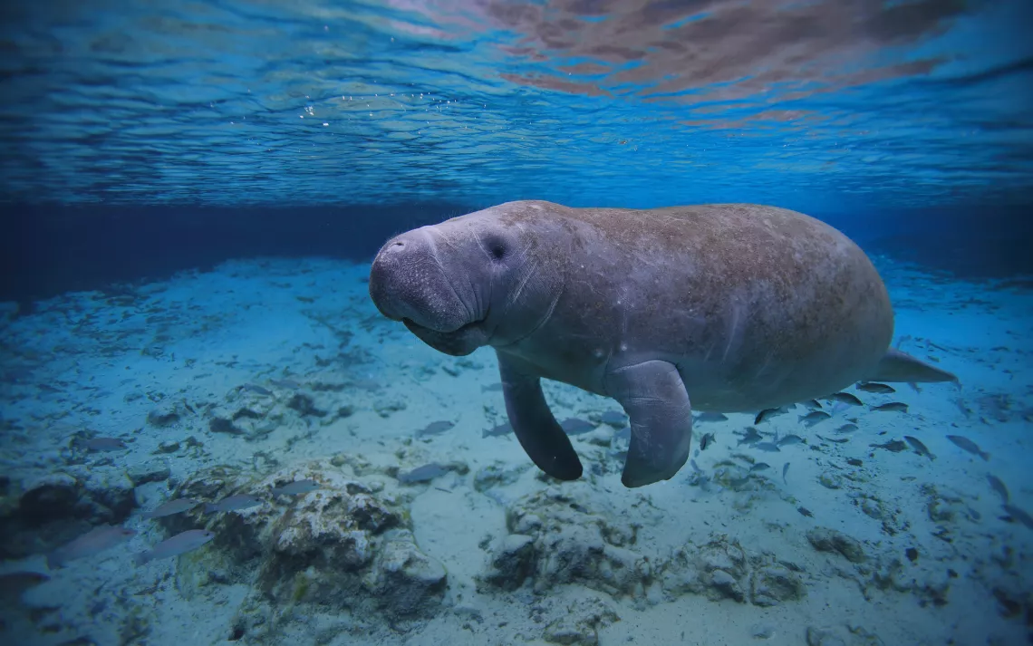 manatee