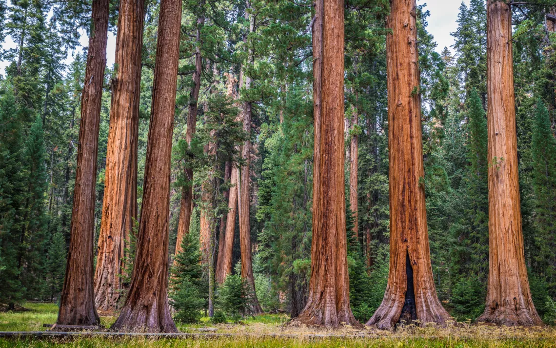 California redwoods