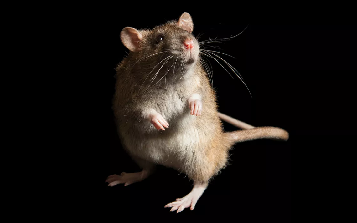Close-up of a rat on it hind feet