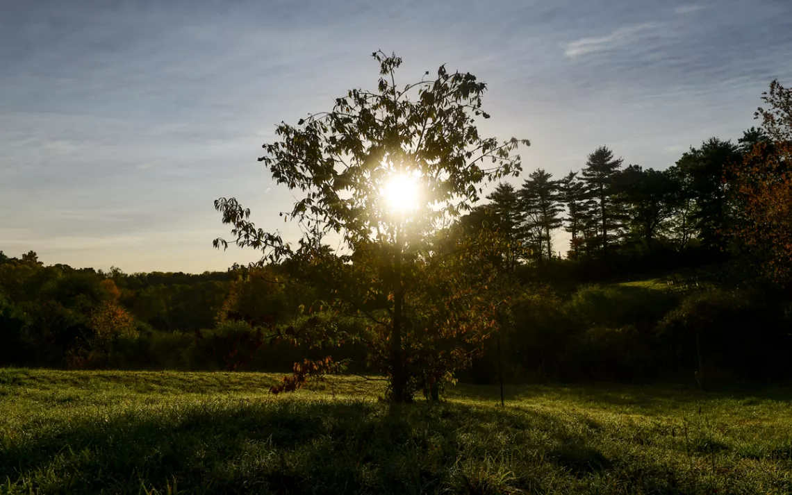The sun shines through the branches of a chestnut tree in a meadow.