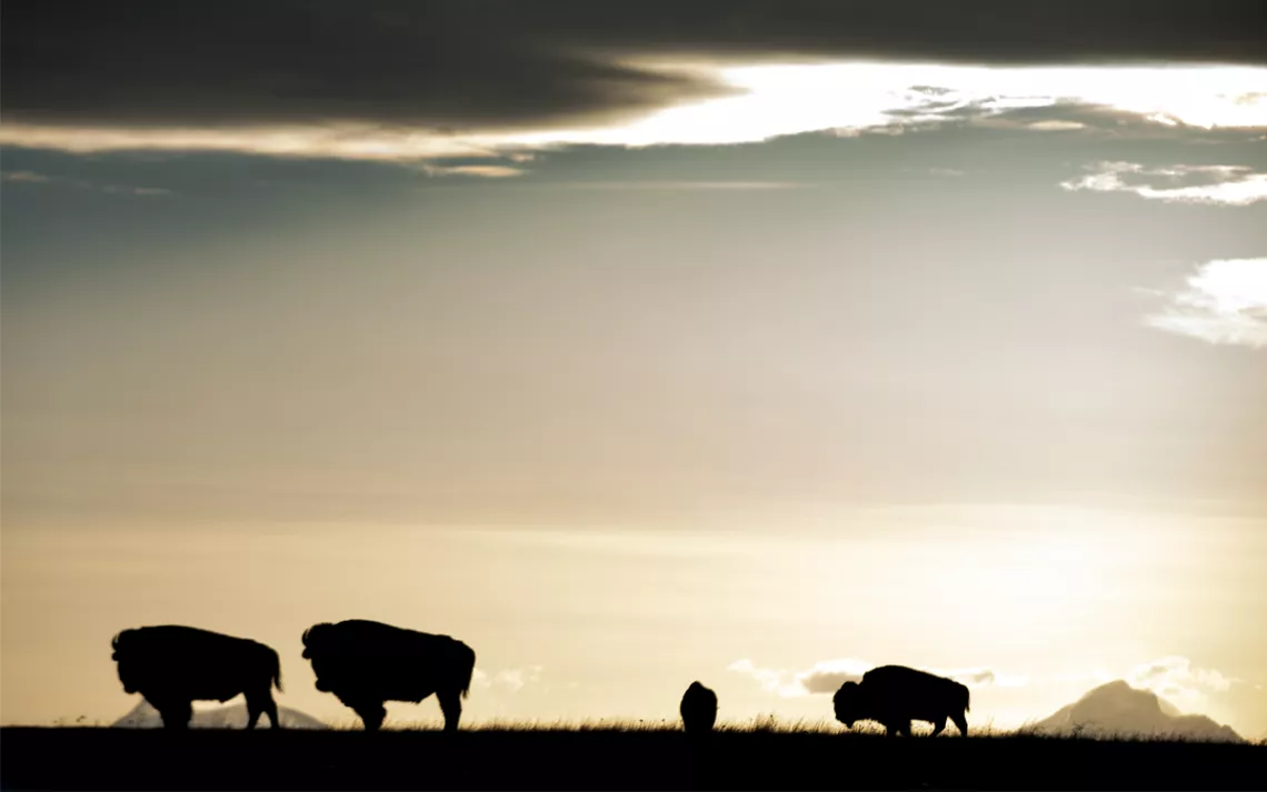 Four bison in a field at dusk