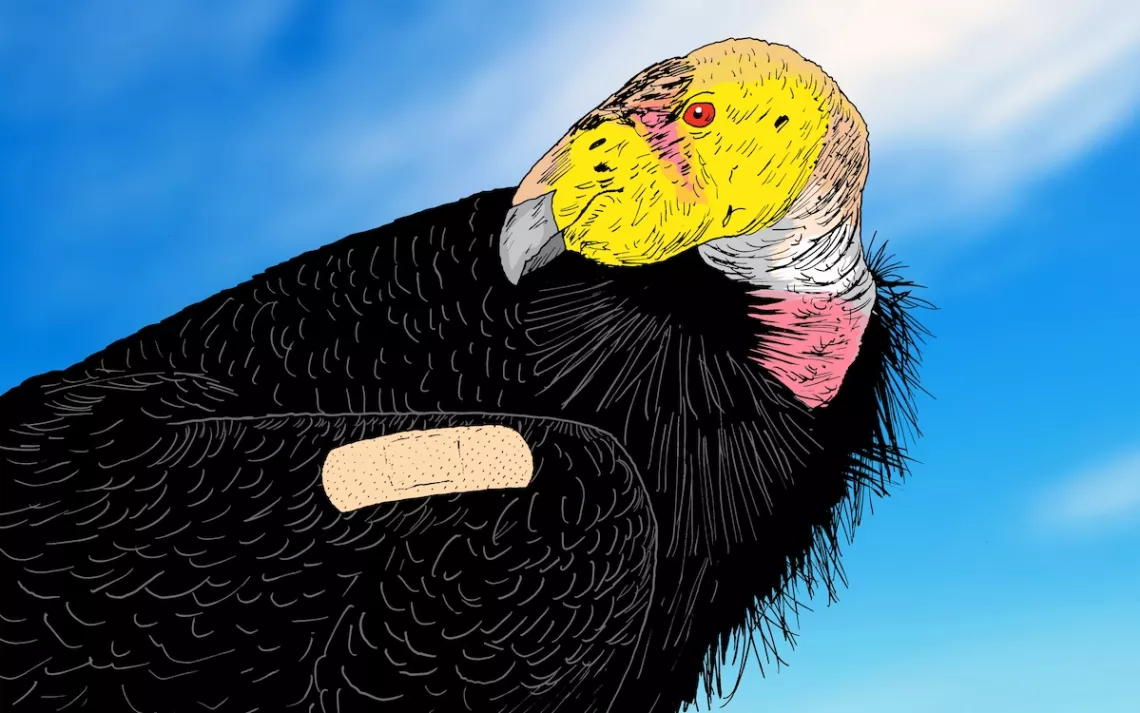 Illustration by Peter Arkle