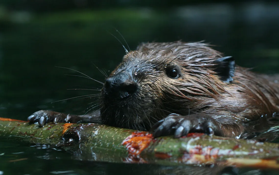 A beaver building a dam.