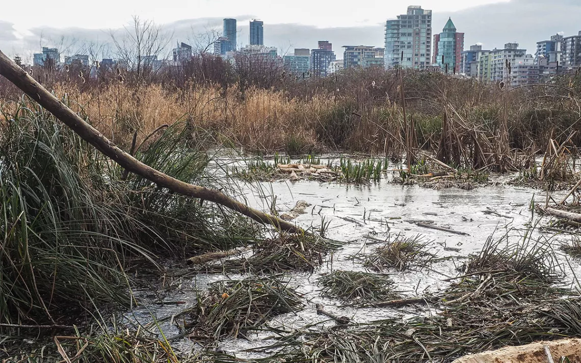 Signs of beavers are seen in Vancouver’s Lost Lagoon in winter