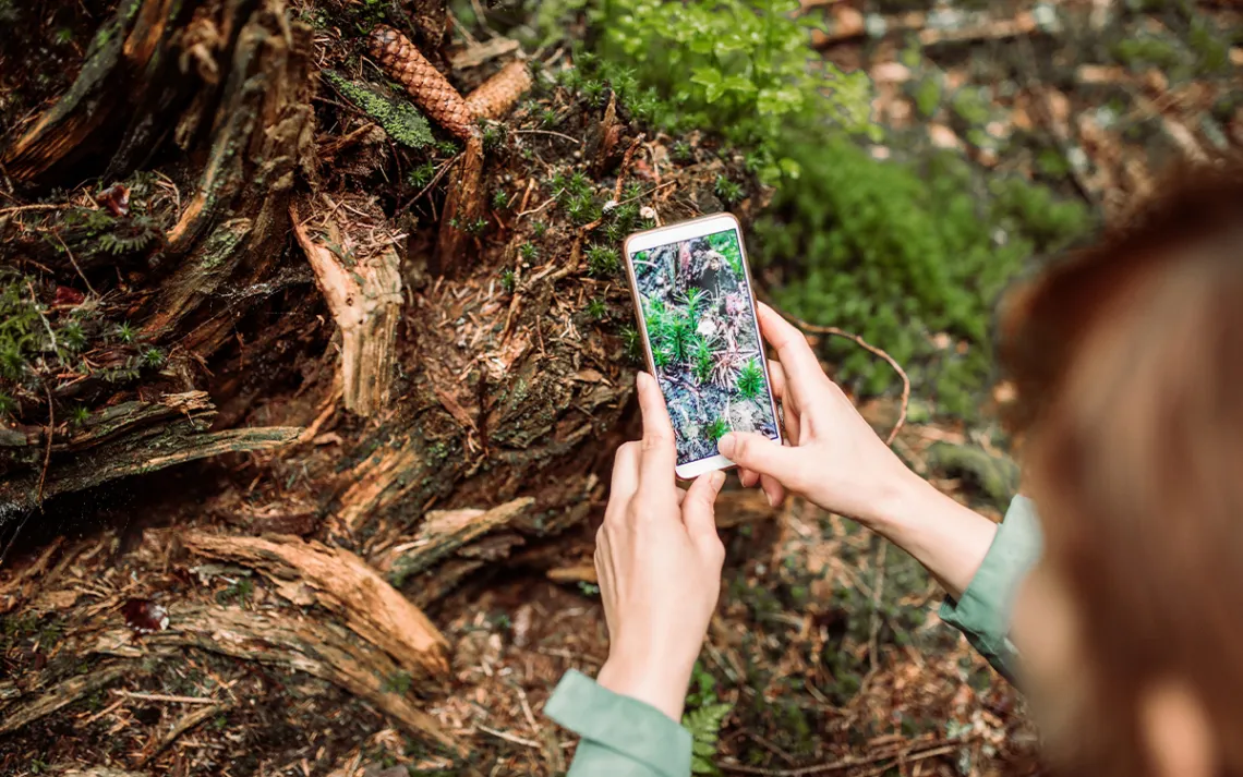 Young hiker woman taking a picture of forest details on her forest walk. 