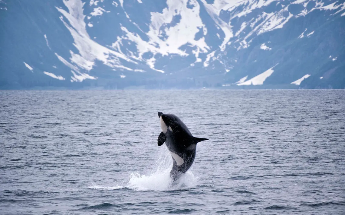 Photo by theartist312/iStock