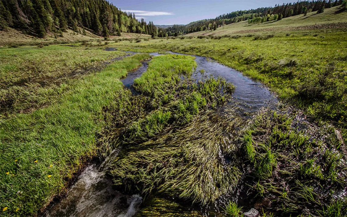 La Jara Wetlands, in the upper Rio Fernando de Taos watershed. | Photo by Jim O'Donnell courtesy of Amigos Bravos