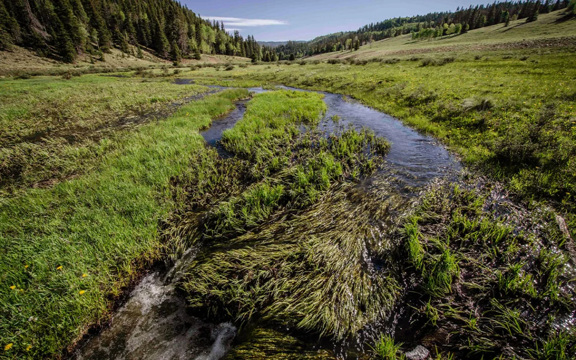 La Jara Wetlands, in the upper Rio Fernando de Taos watershed. | Photo by Jim O'Donnell courtesy of Amigos Bravos
