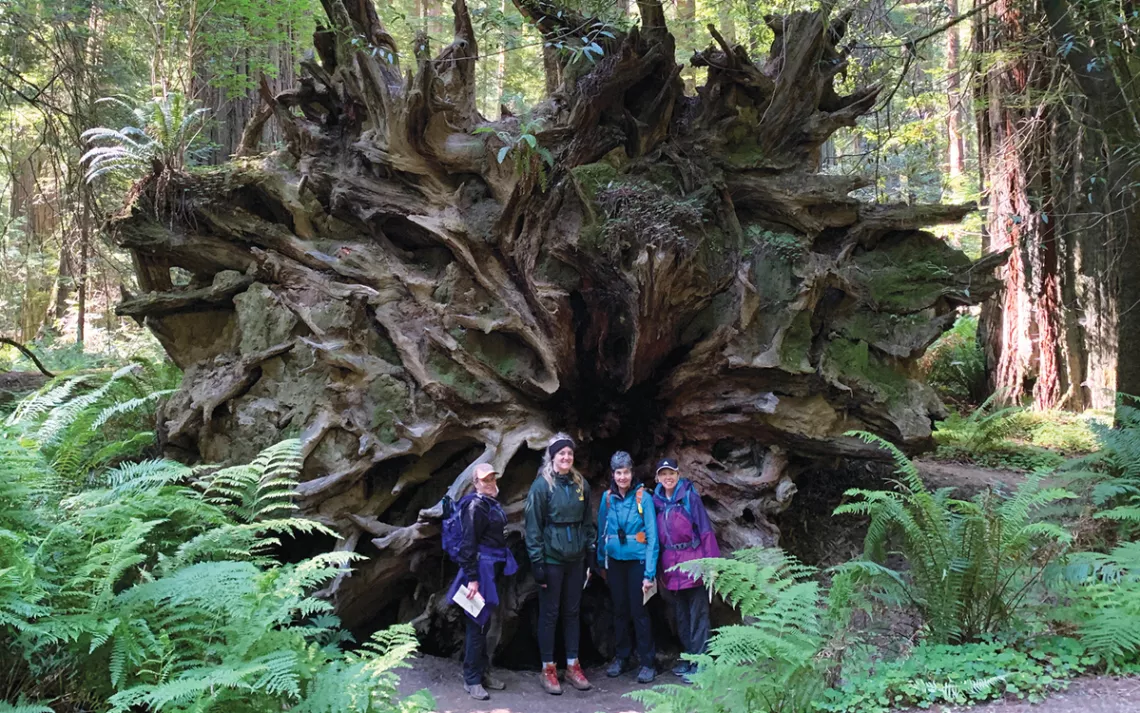 Four people stand in front of the roots of a giant fallen redwood tree, with ferns and trees all around.