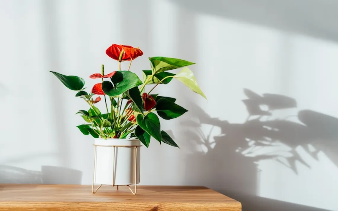 Photo by iStock/OKrasyuk 