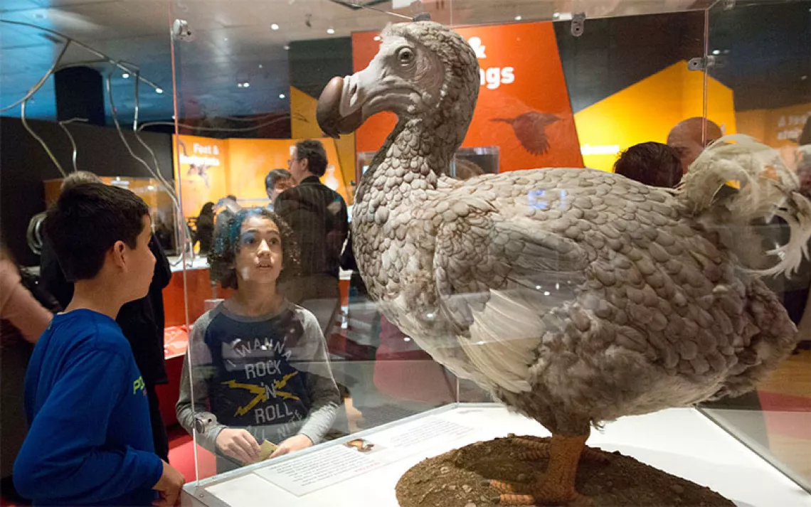 Fourth graders from P.S. 87 inspect a model of a Dodo bird 