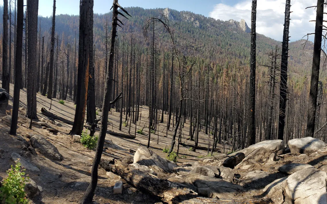 High severity patch in middle of grove, looking north