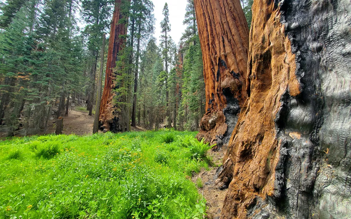 Freeman Creek meadow surrounded by giants