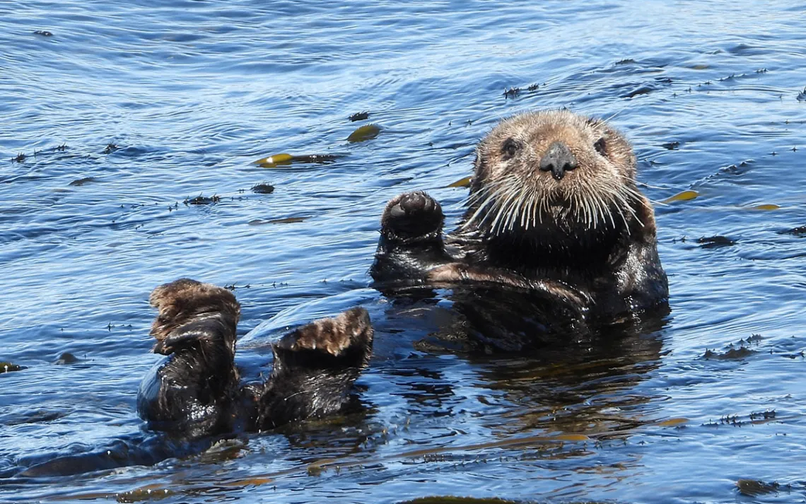 Sea otter floating in the surf on a sunny day