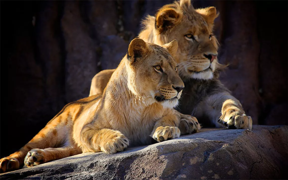 Two young African Lions sit next to each other, in profile, on a rock.