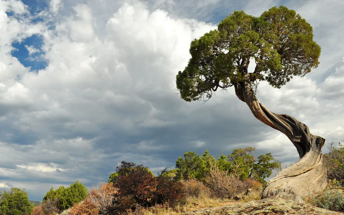 juniper