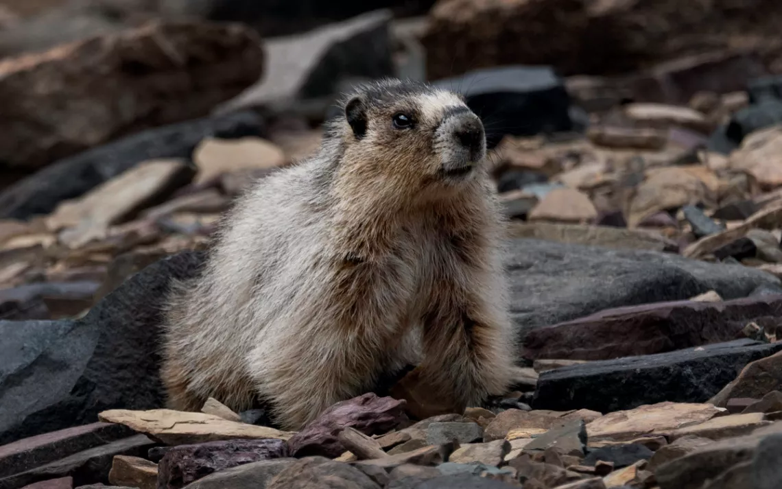 Close-up of a marmot on rocky hill.