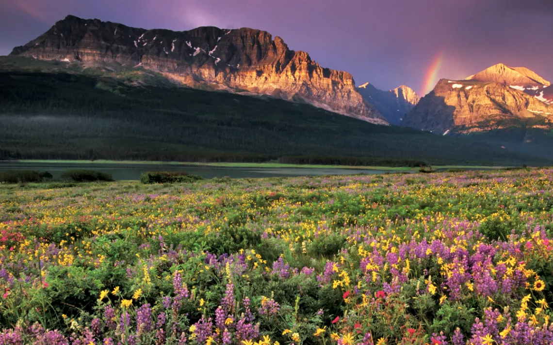 Wildflowers in a meadow with a mountain range and a rainbow in the background
