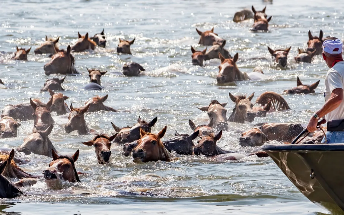 Close-up of the heads of dozens of brown ponies above the water and the top of a boat with a man directing