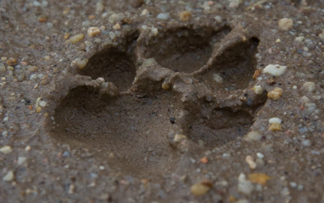 Tiger Paw
