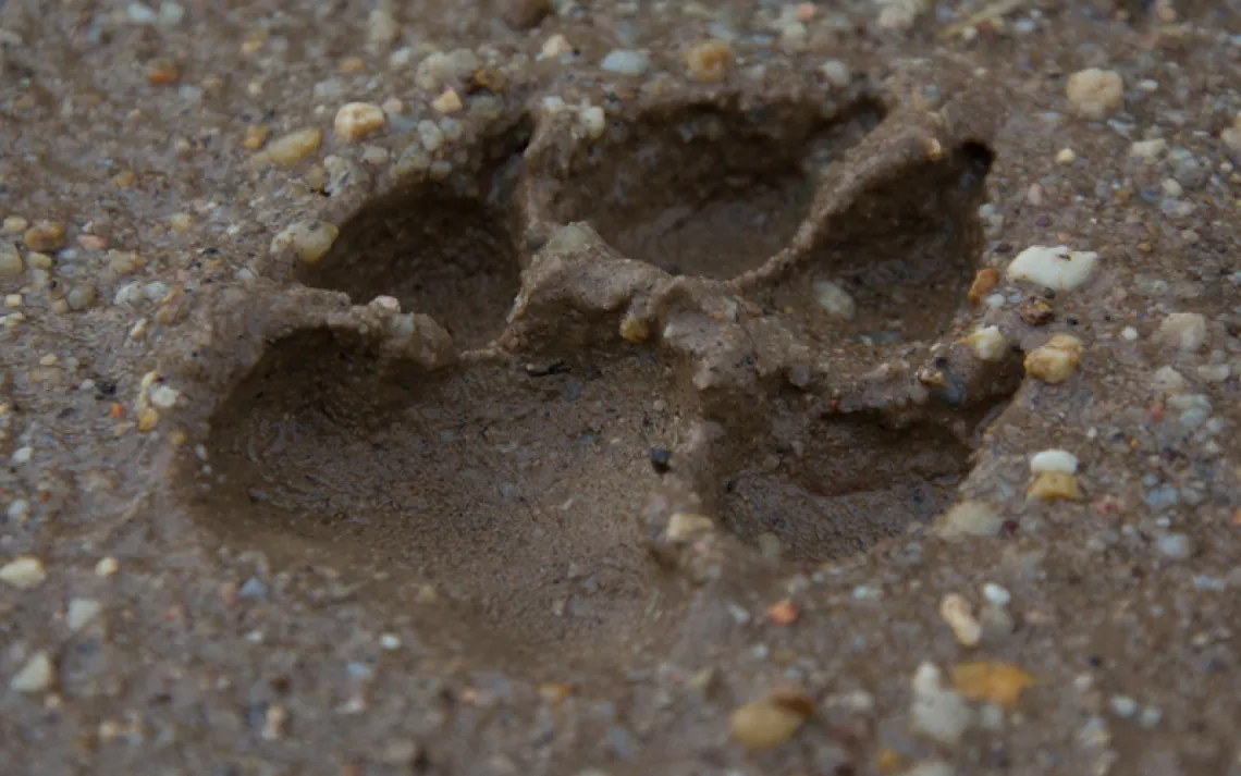 Tiger Paw
