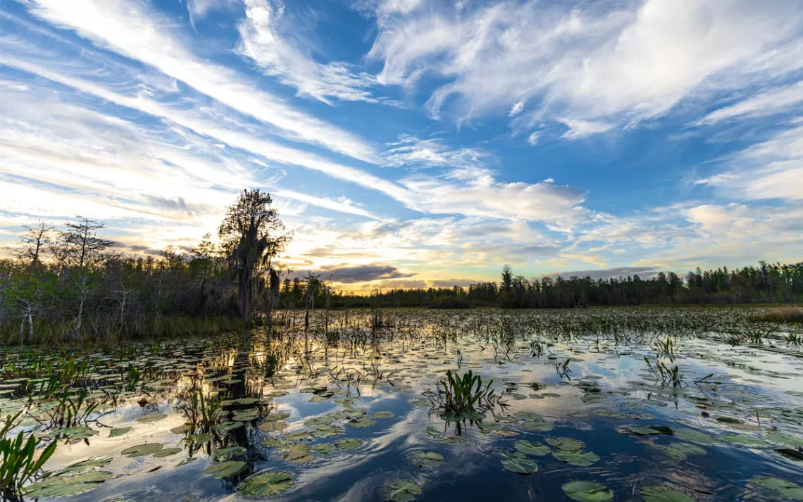 Okefenokee Swamp