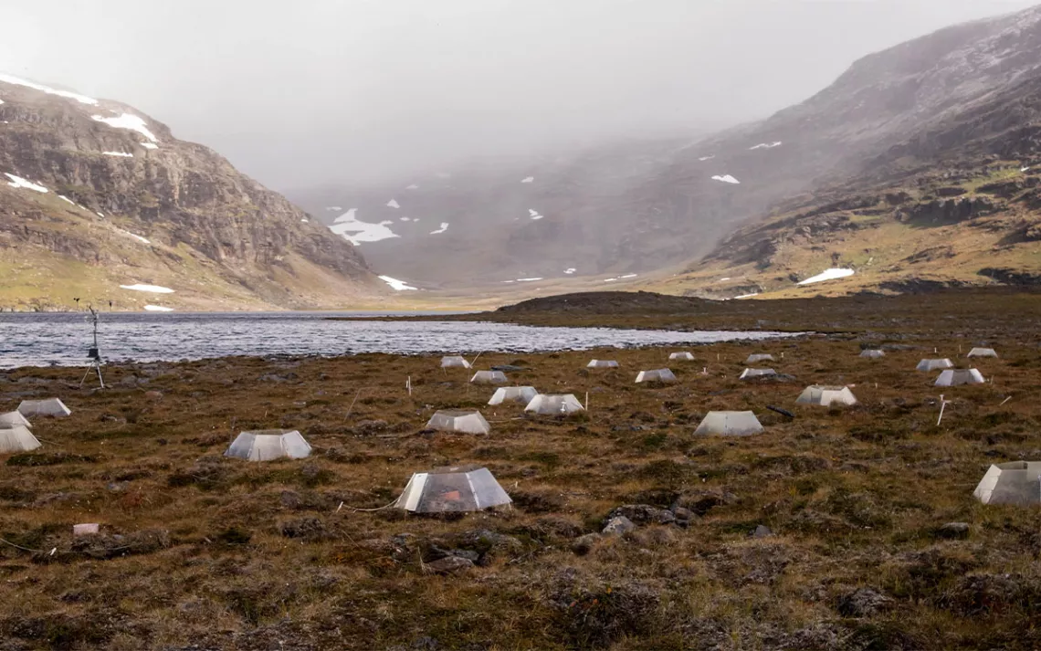 An experiment of open top chambers spread out in a tundra valley.