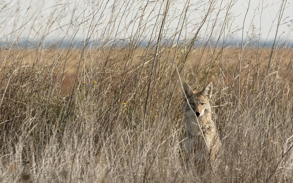 Coyote hiding in tall grass. 