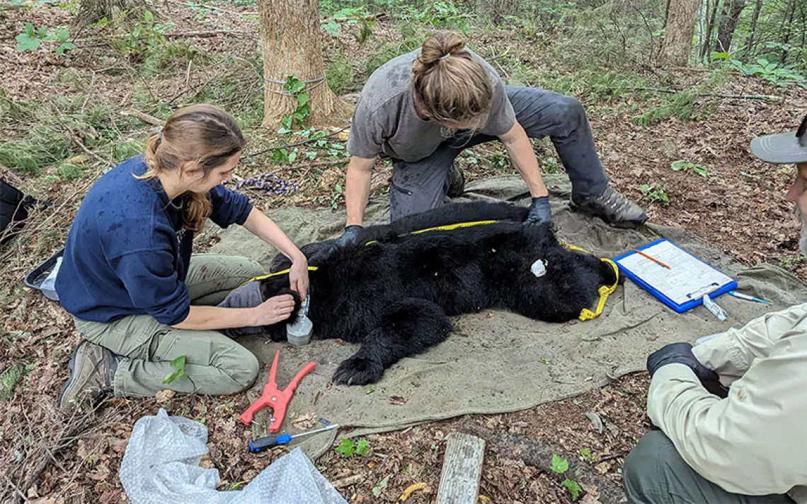 Kristin Botzet and her technician, Logan Parr, measure a tranquilized black bear who is splayed out on a medical sheet