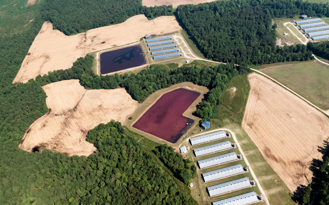  Aerial photo of 17 hog barns, red and blue lagoons, and several dirt fields surrounded by green forest
