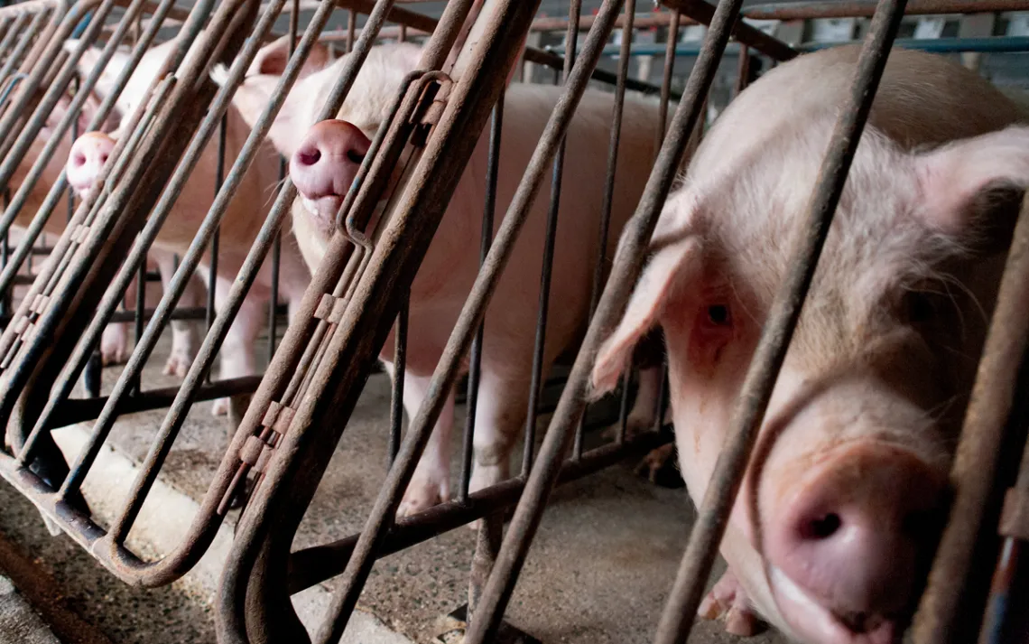 Pink pigs in concrete enclosures look out through metal gates at a CAFO