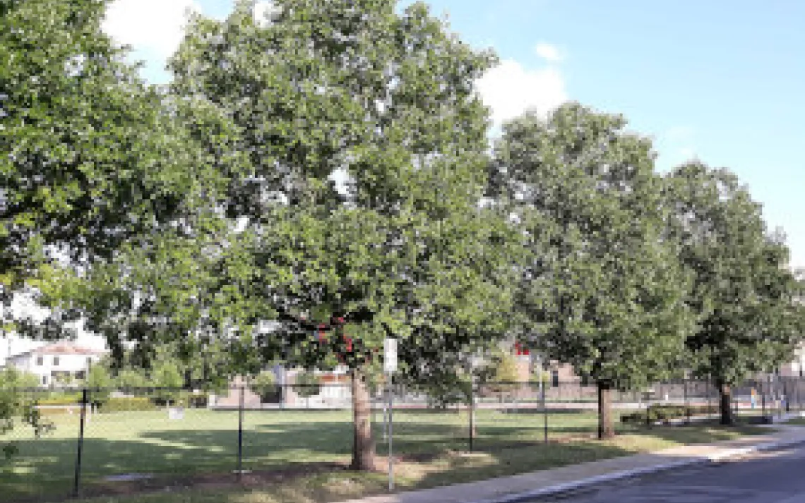 The Importance of Houston's Future Tree Canopy | Sierra Club