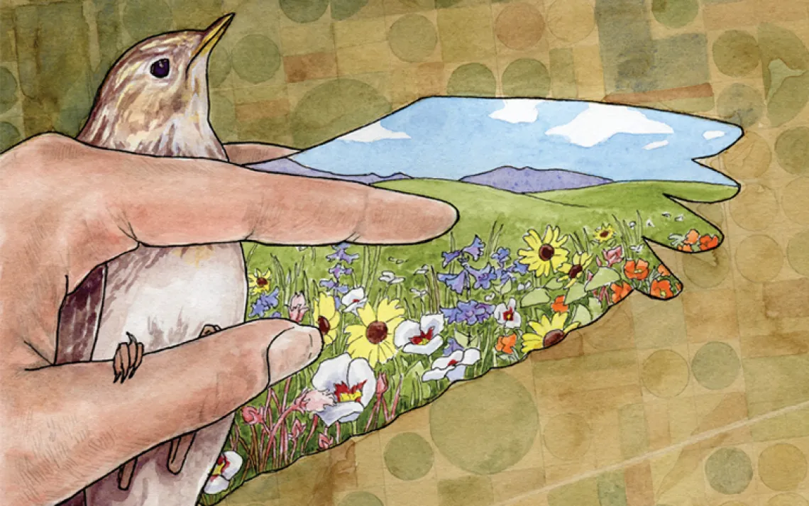  Illustration shows a hand opening up the wing of a small bird. On the inside of the wing is a field with flowers.