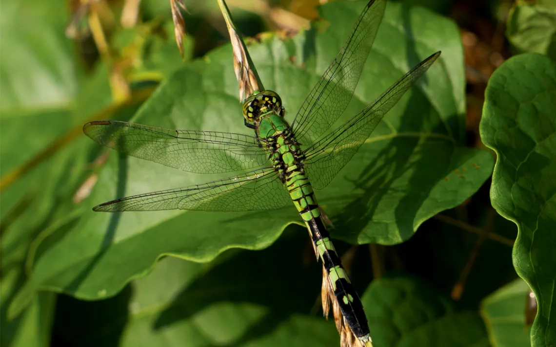 Close-up of a green eastern pondhawk