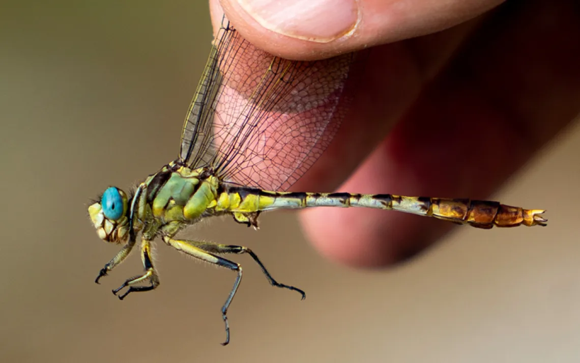 Close-up of a stillwater clubtail with turquoise eyes held by Jim Childress