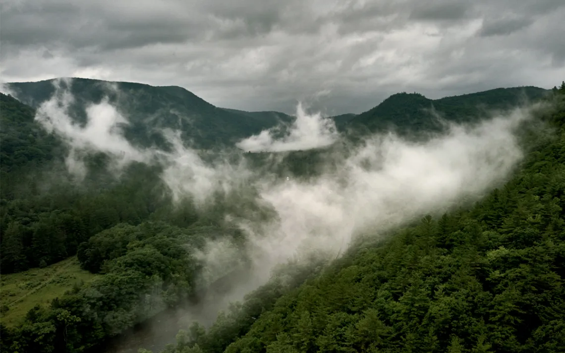 Drone photo of Mohawk Trail State Forest, with mist rising off lush trees and a river flowing through the forest