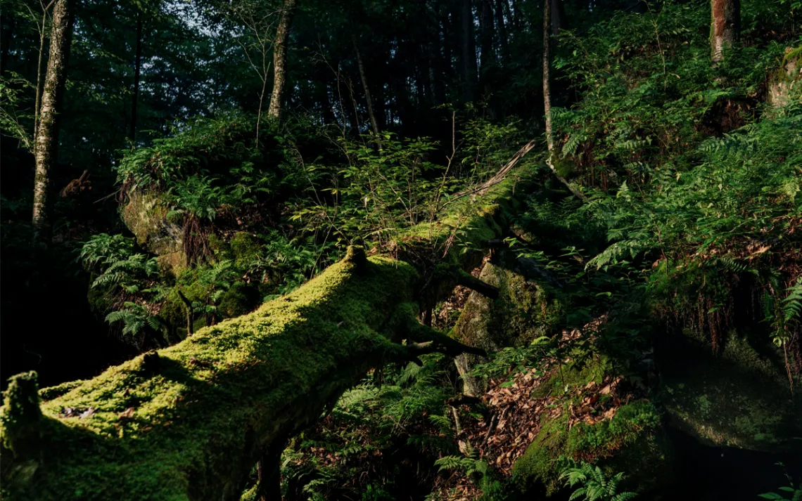 A moss-covered tree fallen in a ravine with rocks and foliage around it
