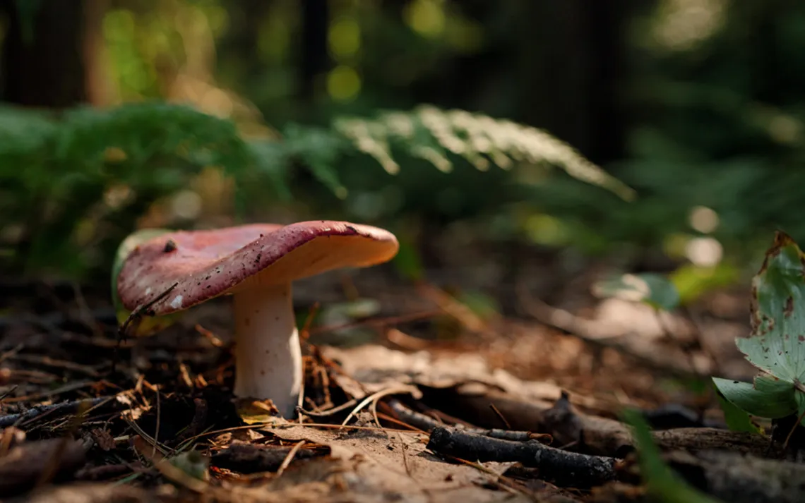 Close-up of a mushroom with a pink cap poking up from the leafy ground