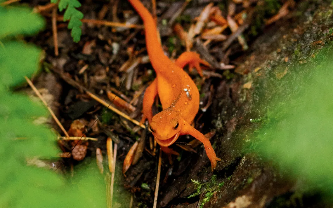 Close-up of a bright-orange eastern newt that looks like it's smiling and crawling toward the camera.
