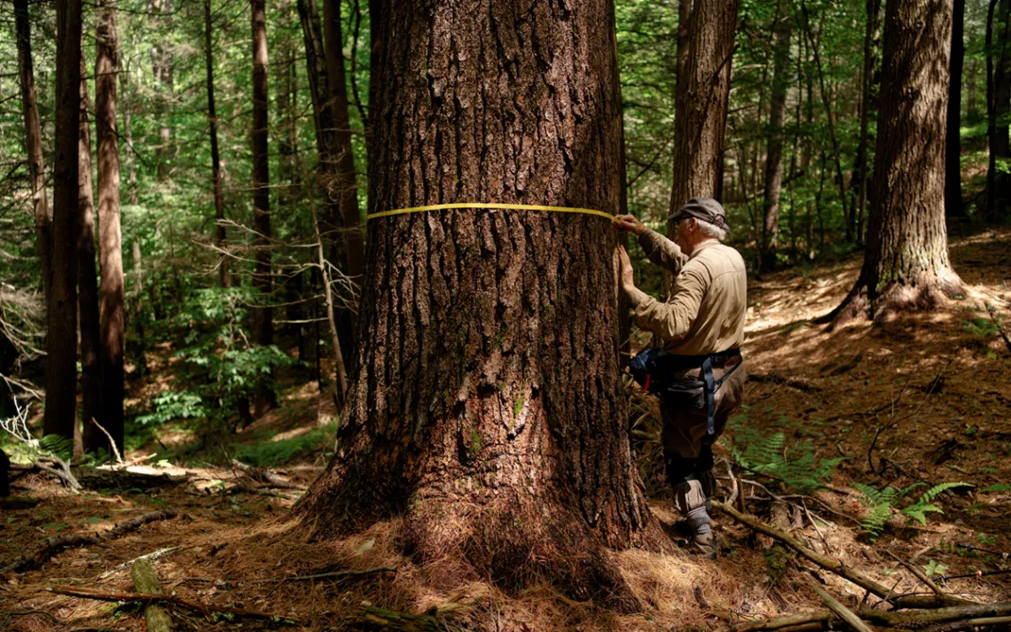 Bob Leverett measures the trunk of a large tree with a yellow measuring tape.