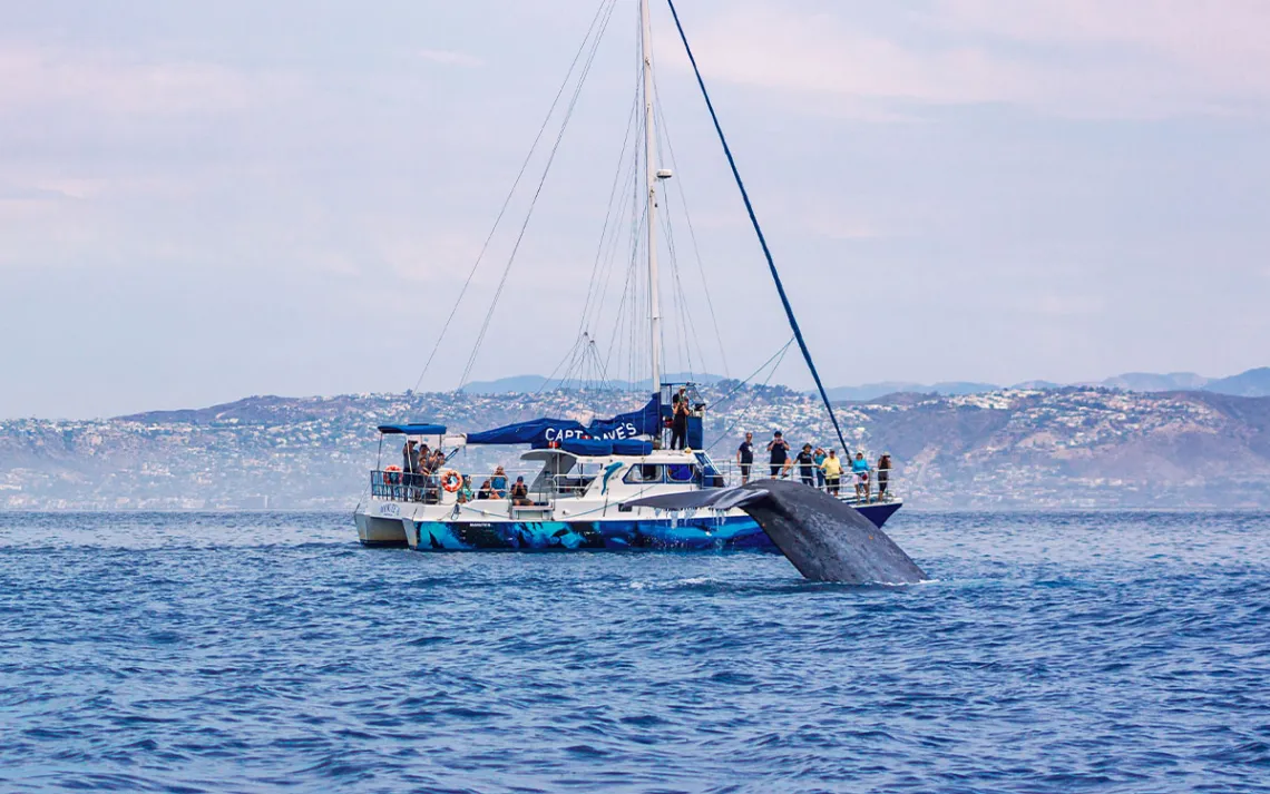 whate watching boat with whale in the foreground