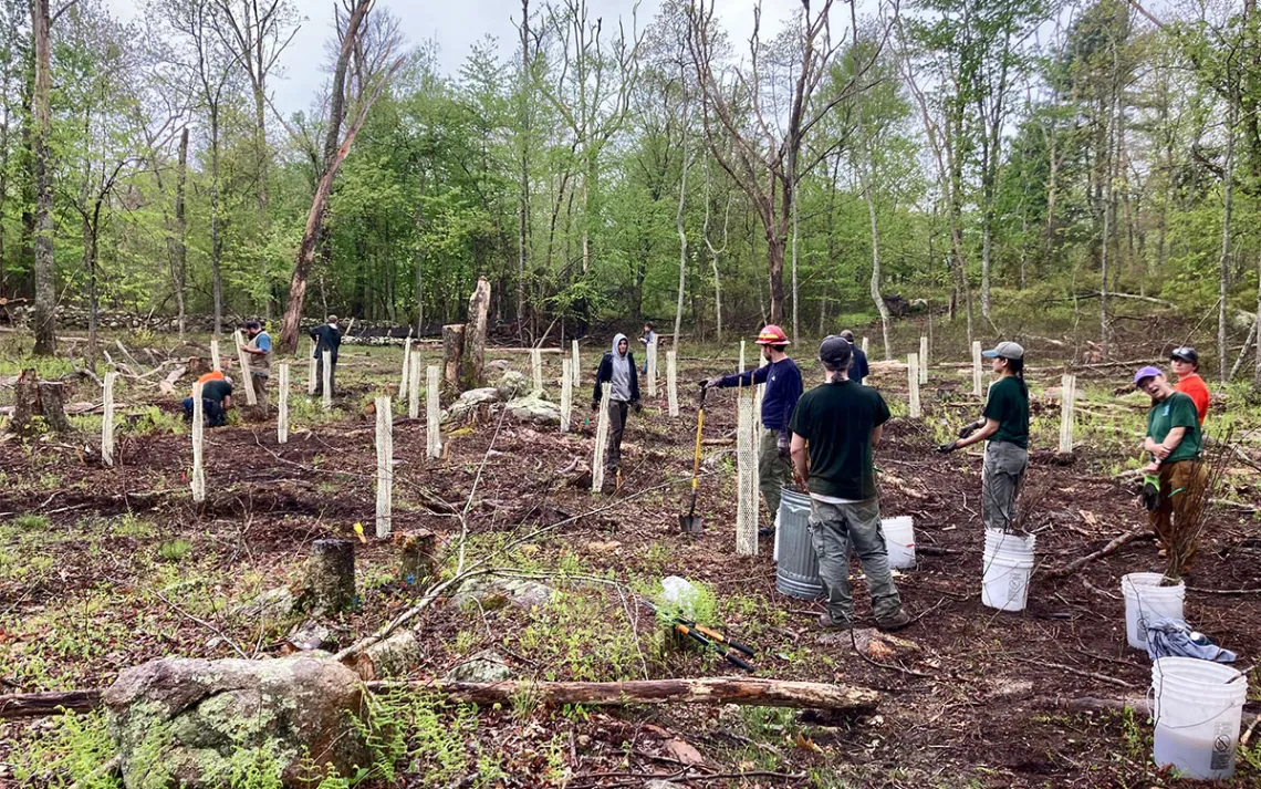 A group of people works in a forested grove.