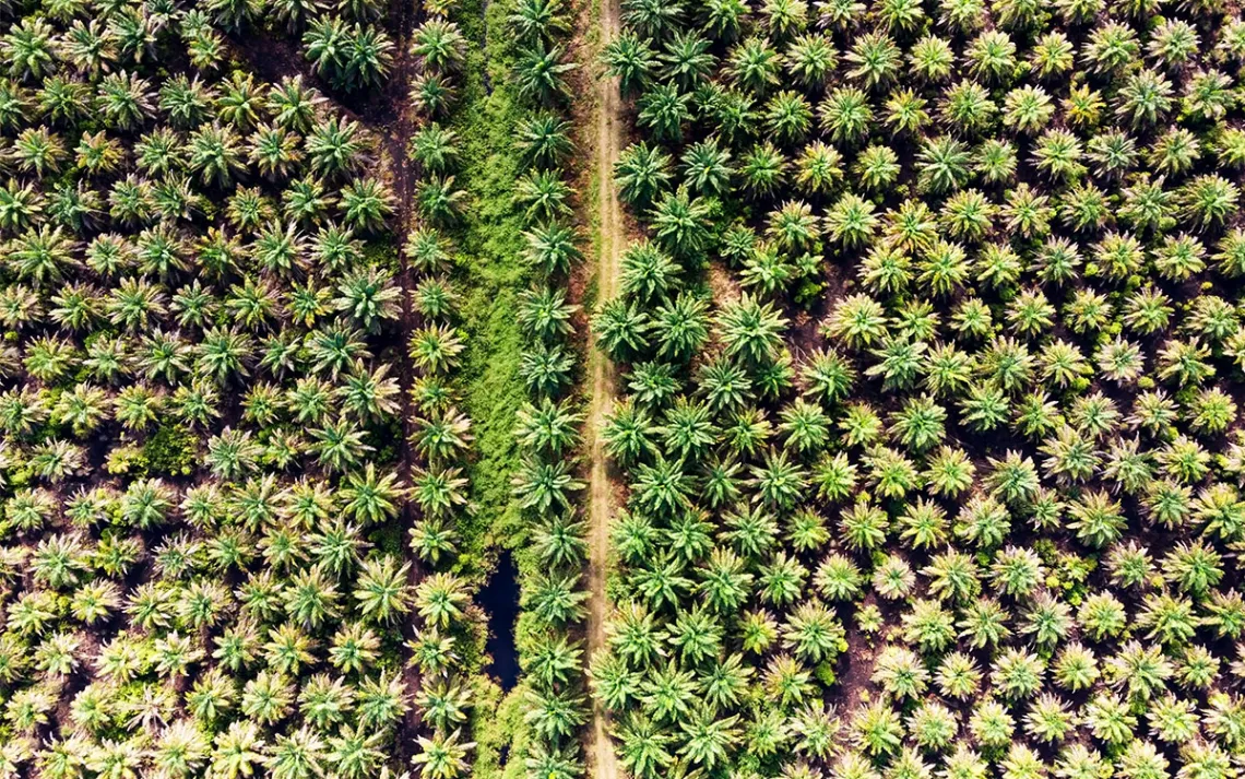 Aerial view of neat rows of palm trees.