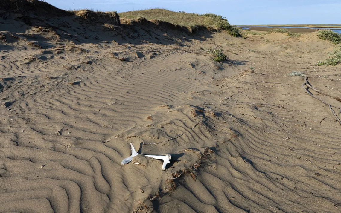 A white antler lies on dark sand next to a river.